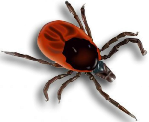 Tick insect PNG-51931